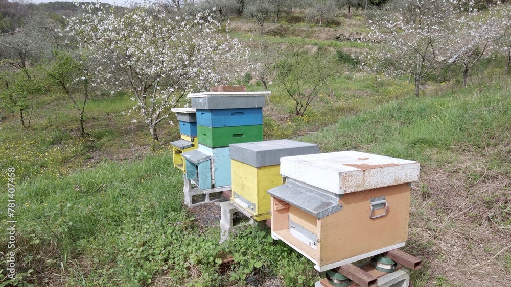 Beekeeper raises bees in the countryside for the production of honey - hives and beehives in nature ,importance of bees for the well-being of the ecosystem - climate change and global warming concept