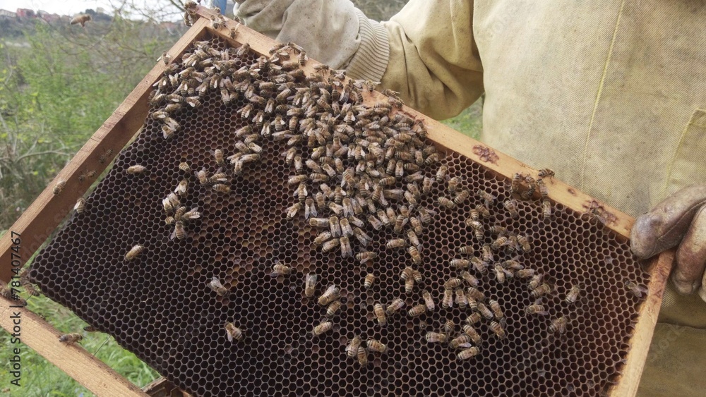 Beekeeper raises bees in the countryside for the production of honey - hives and beehives in nature ,importance of bees for the well-being of the ecosystem - climate change and global warming concept