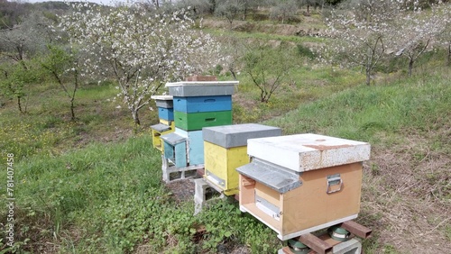 Obraz na płótnie Beekeeper raises bees in the countryside for the production of honey - hives and beehives in nature ,importance of bees for the well-being of the ecosystem - climate change and global warming concept w salonie