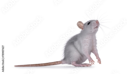 Cute blue young rat, standing side ways on hind paws. Looking up and above camera sniffing smelling something. Isolated on a white background. © Nynke