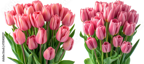 Beautiful pink spring tulips flowers isolated cutout object on transparent or white background