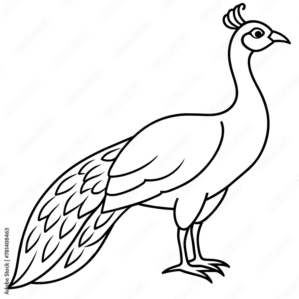illustration of a peacock vector illustration illustration of a peacock vector illustration
