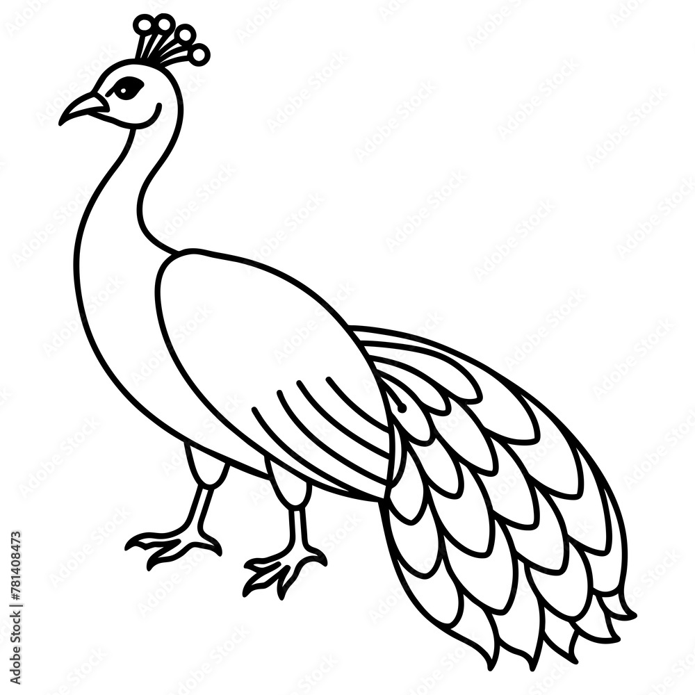 illustration of a peacock vector illustration illustration of a peacock vector illustration