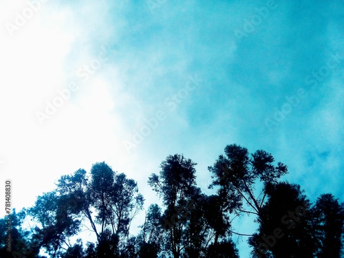 fondo de cielo azul, ´pastel y arboles de eucalipto, naturaleza,aire libre, iluminado, con espacio,