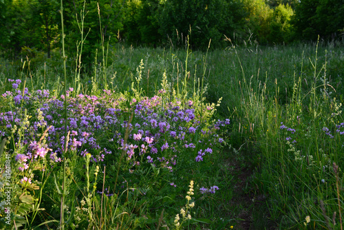 purple flowers in a green lawn in the forest with amazing sunshine 