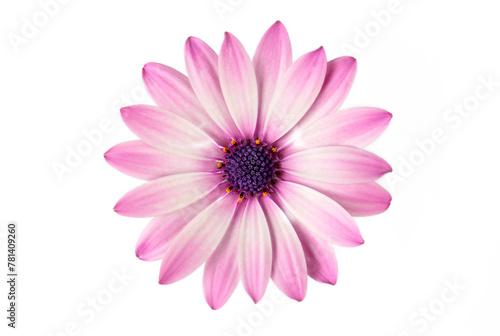 African daisy flower - Dimorphotheca ecklonis isolated on white background