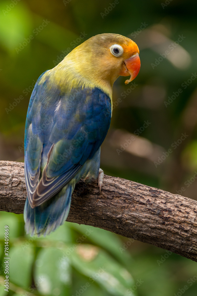 Obraz premium A lovebird (Agapornis) is a type of parrot. There are nine species. They are a social and affectionate small parrot.