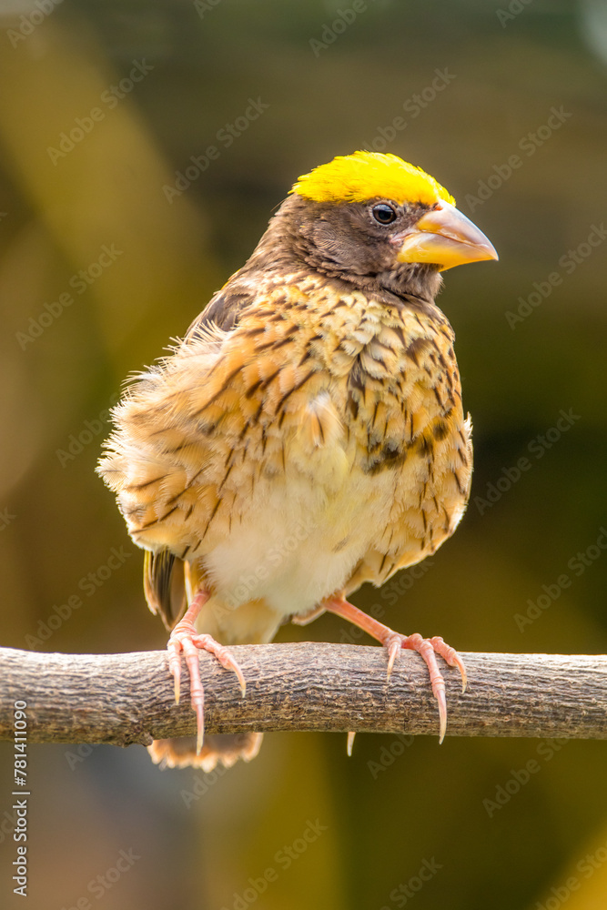 Naklejka premium The streaked weaver (Ploceus manyar) is a species of weaver bird found in South Asia and South-east Asia