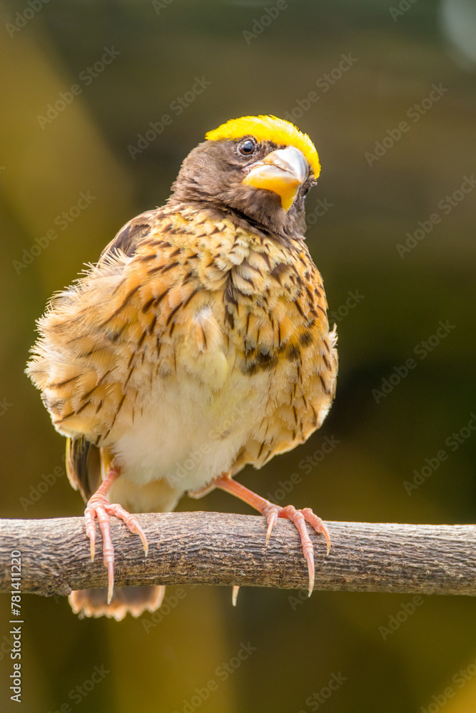 Fototapeta premium The streaked weaver (Ploceus manyar) is a species of weaver bird found in South Asia and South-east Asia