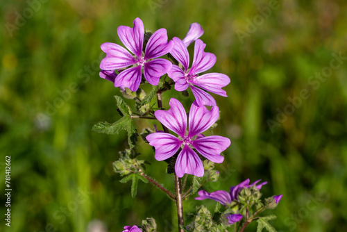 Wild flower; Scientific name: malva sylvestris
