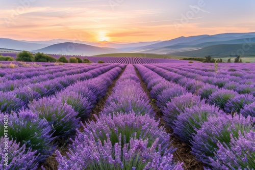 Lavender Field at Sunset  Purple Flowers Landscape  Morning Lavender Fields  Copy Space