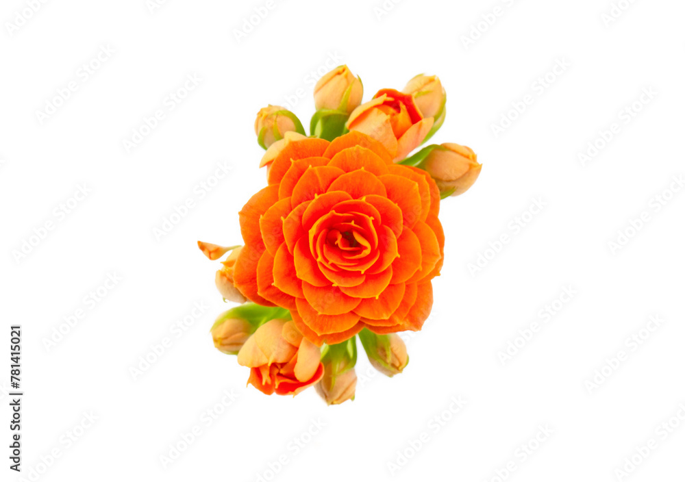 Kalanchoe plant with orange flowers