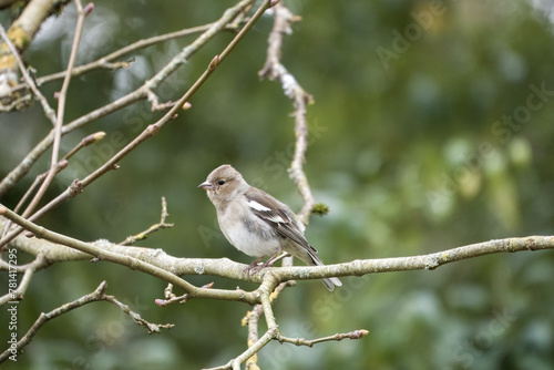 female Chaffinch fringilla coelabs perched in a tree with a blurred background © Penny