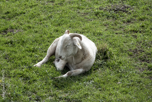 Billede på lærred cute sheep with horns dozing in the spring sunshine