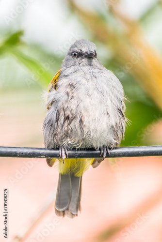 The grey-bellied bulbul (Ixodia cyaniventris) is a species of songbird in the bulbul family. It is found on the Malay Peninsula, Sumatra and Borneo.