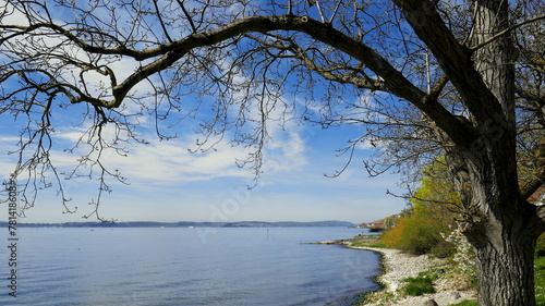 romantischer Blick entlang des Ufers am Bodensee mit gekrümmten Baum und hellem Kies bei blauem Himmel