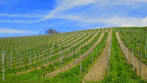 sonniger Weinberg am Bodensee mit  gepfl  gten Zwischenr  umen  im Fr  hling bei blauem Himmel
