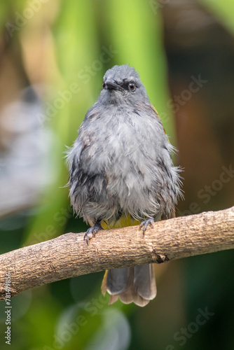 The grey-bellied bulbul (Ixodia cyaniventris) is a species of songbird in the bulbul family. It is found on the Malay Peninsula, Sumatra and Borneo. photo