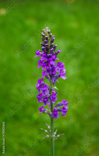 A stalk of purple flowers of Linaria purpurea or purple toadflax against green grass in late summer photo