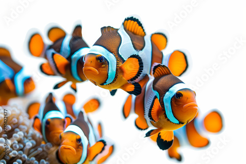 A vibrant group of clownfish with distinctive orange and white coloring swimming together in the clear waters of an aquarium..