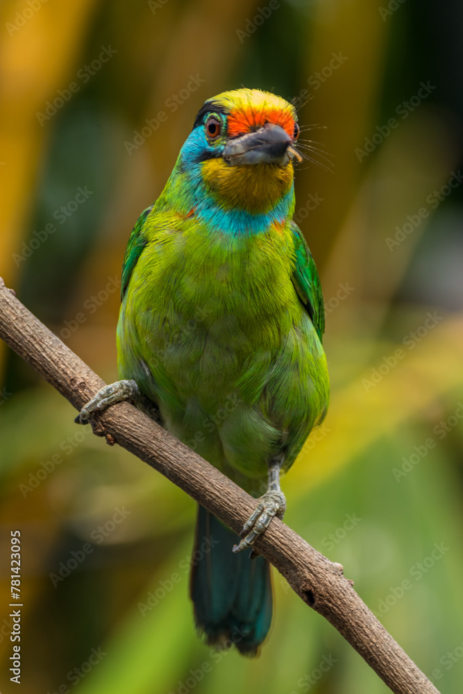 The red-throated barbet (Psilopogon mystacophanos) is a species of bird in the family Megalaimidae