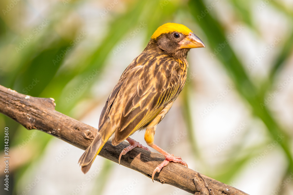 Naklejka premium The streaked weaver (Ploceus manyar) is a species of weaver bird found in South Asia and South-east Asia