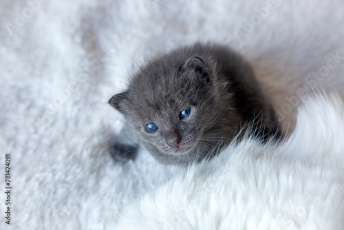 Gray baby cat is very cute