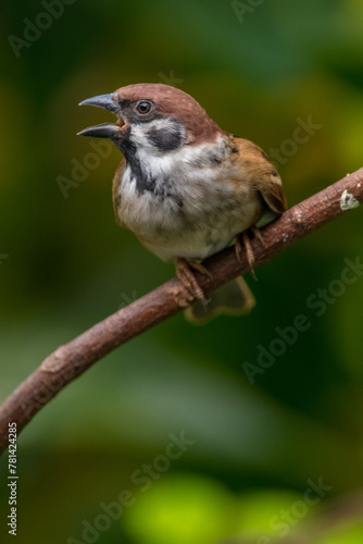 The Eurasian tree sparrow (Passer montanus) is a passerine bird in the sparrow family with a rich chestnut crown and nape and a black patch on each pure white cheek