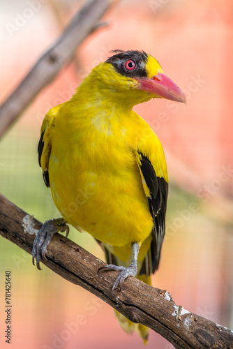 Εκτύπωση καμβά The black-naped oriole is medium-sized and overall golden with a strong pinkish