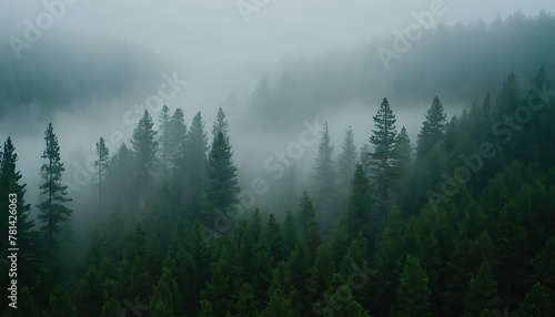 Mystical landscape of rolling hills covered in a thick pine forest. Wispy fog hangs low in the valleys  creating a sense of mystery. Aerial perspective