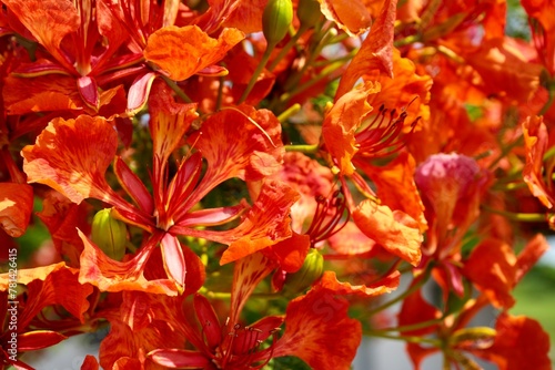 Valokuva Beautiful Orange Delonix regia or royal poinciana, flamboyant or phoenix tree in full bloom