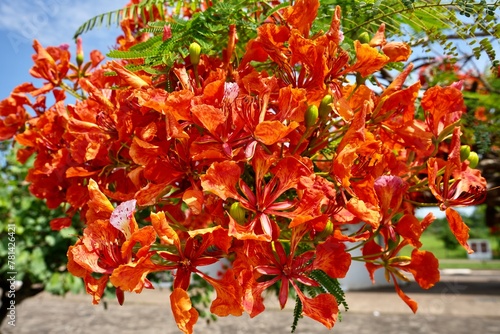 Bilde på lerret Beautiful Orange Delonix regia or royal poinciana, flamboyant or phoenix tree in full bloom