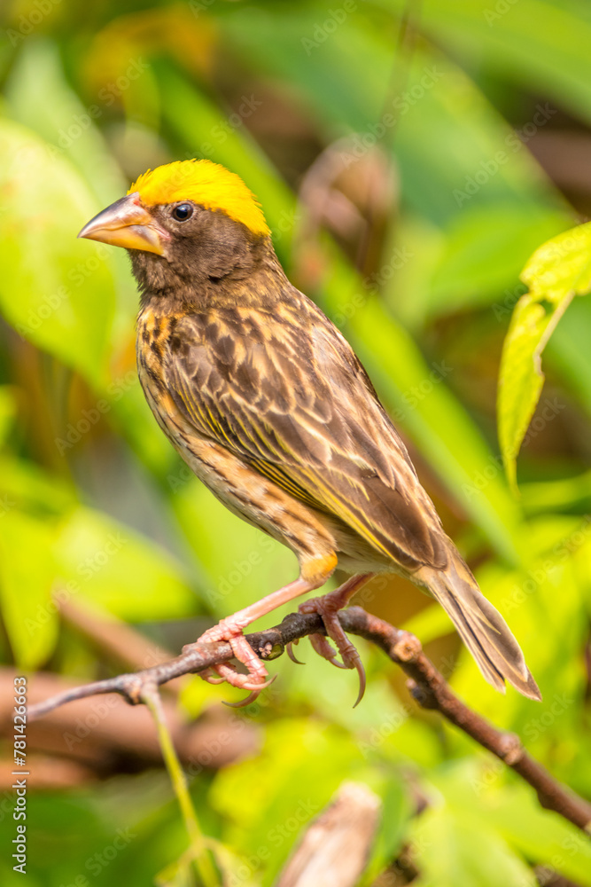 The streaked weaver (Ploceus manyar) is a species of weaver bird found in South Asia and South-east Asia The streaked weaver (Ploceus manyar) is a species of weaver bird found in South Asia and South-east Asia