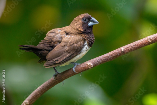 The Javan munia (Lonchura leucogastroides) is a species of estrildid finch native to southern Sumatra, Java, Bali and Lombok islands in Indonesia. photo