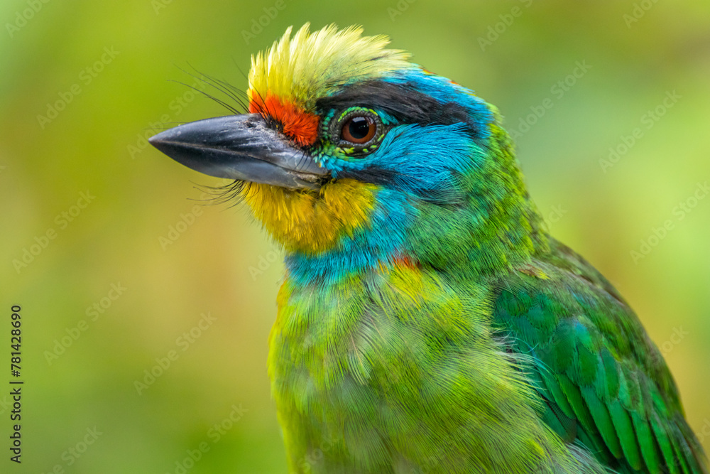 Obraz premium The red-throated barbet (Psilopogon mystacophanos) is a species of bird in the family Megalaimidae