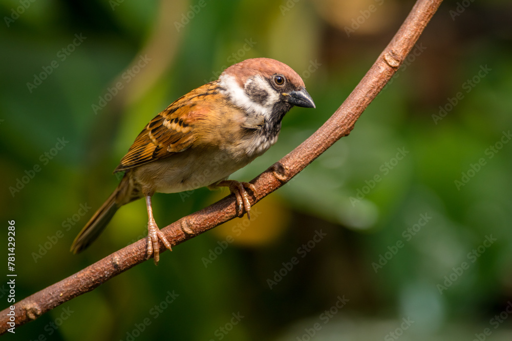 The Eurasian tree sparrow (Passer montanus) is a passerine bird in the sparrow family with a rich chestnut crown and nape and a black patch on each pure white cheek The Eurasian tree sparrow (Passer montanus) is a passerine bird in the sparrow family with a rich chestnut crown and nape and a black patch on each pure white cheek