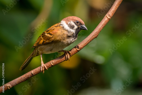 The Eurasian tree sparrow (Passer montanus) is a passerine bird in the sparrow family with a rich chestnut crown and nape and a black patch on each pure white cheek © lessysebastian