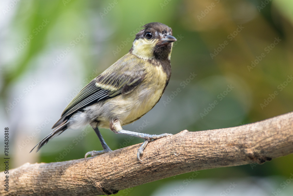 The great tit (Parus major) is a small passerine bird in the tit family Paridae The great tit (Parus major) is a small passerine bird in the tit family Paridae
