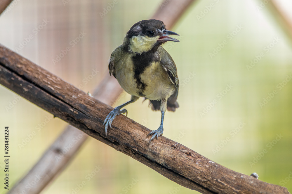 Obraz premium The great tit (Parus major) is a small passerine bird in the tit family Paridae