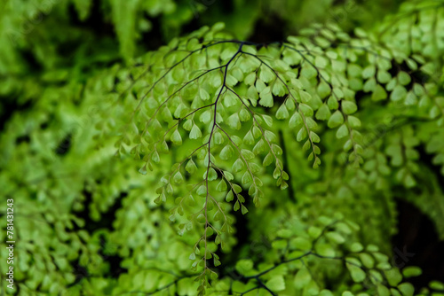 Closeup of the delicate leaves of the green fern Adiantum venustum. photo