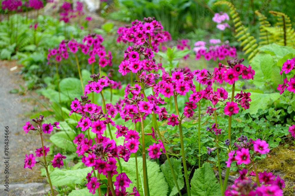 Lovely pink flowers blooming in a garden Lovely pink flowers blooming in a garden