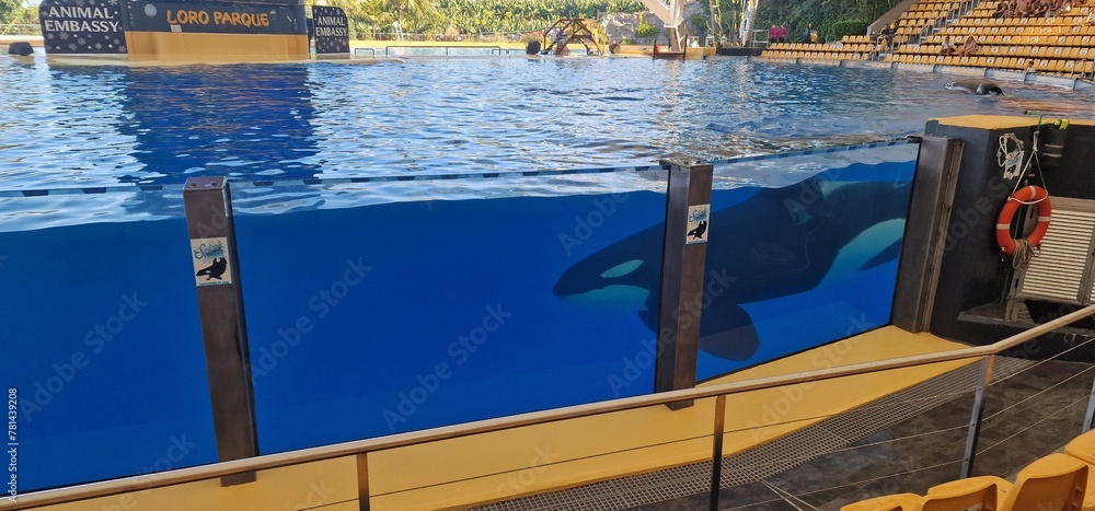 Fotografia do Stock: orcinus orca in Loropark Tenerife, orca, or killer ...