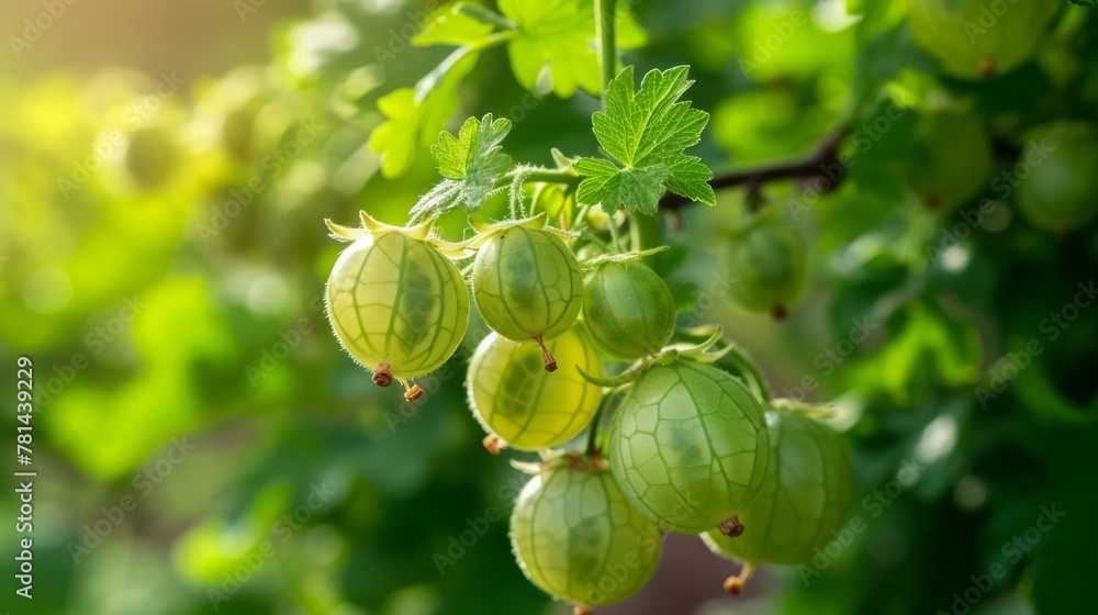 Tender gooseberry on a branch in the garden on a blurred green background, agribusiness business concept, organic healthy food and non-GMO fruits with copy space
Tender gooseberry on a branch in the garden on a blurred green background, agribusiness business concept, organic healthy food and non-GMO fruits with copy space