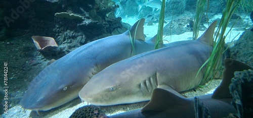 Ginglymostoma cirratum nurse shark is an elasmobranch fish in the family Ginglymostomatidae. The conservation status of the nurse shark is globally assessed as Vulnerable in the IUCN List of Threatene