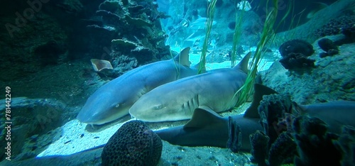 Ginglymostoma cirratum nurse shark is an elasmobranch fish in the family Ginglymostomatidae. The conservation status of the nurse shark is globally assessed as Vulnerable in the IUCN List of Threatene photo