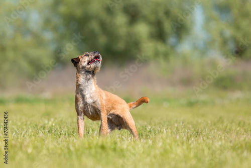 Border Terrier dog ooking up standing on green grass photo