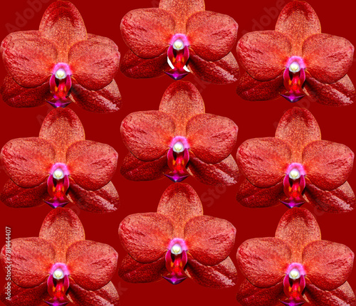 Phalaenopsis Ching Rueys Blood red Sun