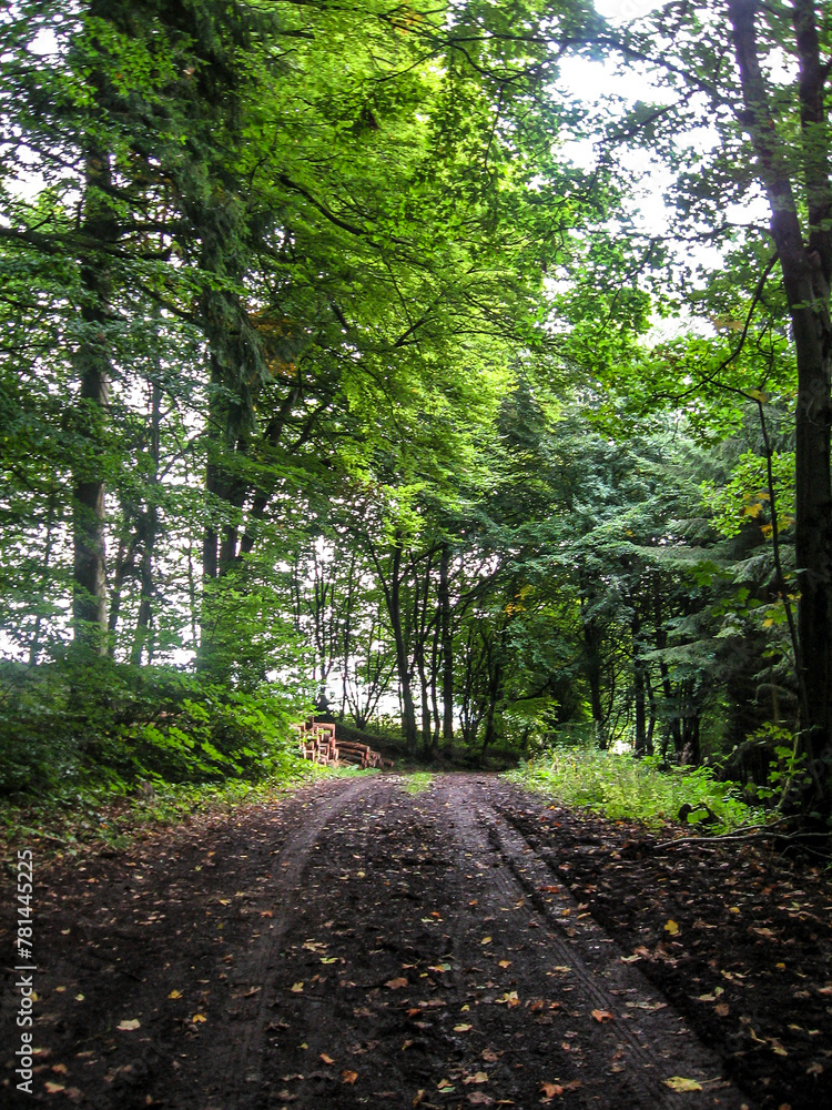 Fototapeta premium A wide trail leading through the woods of Rockerskyll in the Eifel region of Germany