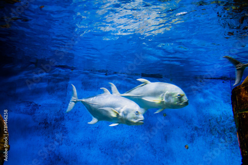 Fototapeta Naklejka Na Ścianę i Meble -  fish in a large aquarium