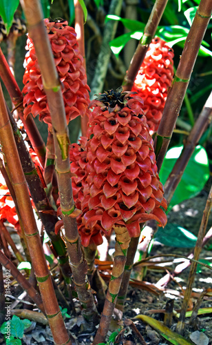 Pineapple ginger or Red wax ginger flowers (Tapeinochilos ananassae) on tropical garden photo